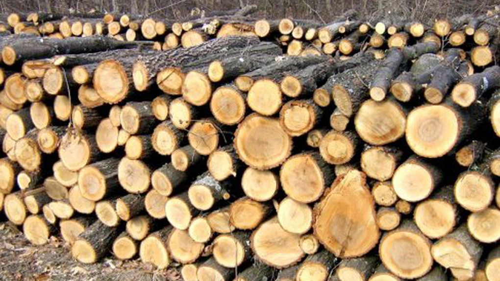 Uniunea Europeană interzice comerţul cu lemn obţinut ilegal pe teritoriul său