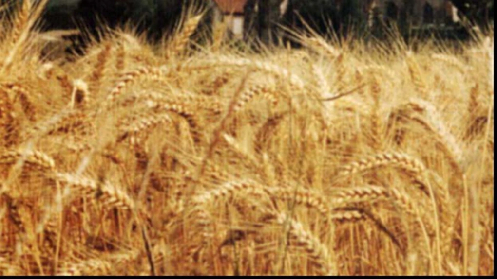 Stocurile de cereale din UE vor atinge minimul ultimilor patru ani la finele sezonului agricol 2012