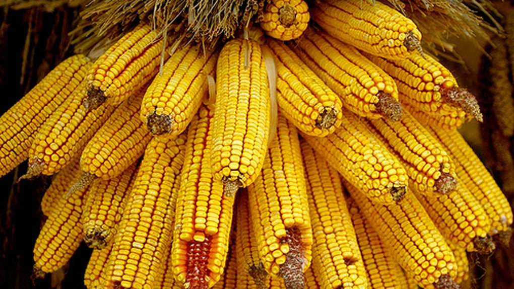 Monsanto: Cine nu a irigat, a produs sub 500 kilograme de porumb la hectar