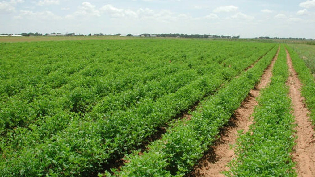 Preşedintele Agrostar: Producţiile vegetale din 2012 vor fi mai mici cu 2-3% faţă de 2011