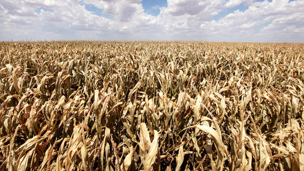 MAE a alocat R.Moldova 50.000 de euro pentru atenuarea efectelor secetei