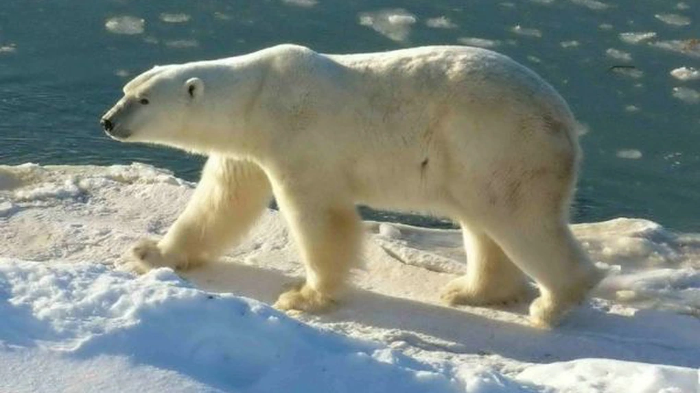 UE nu se pronunţă încă în problema interzicerii comerţului cu urşi polari