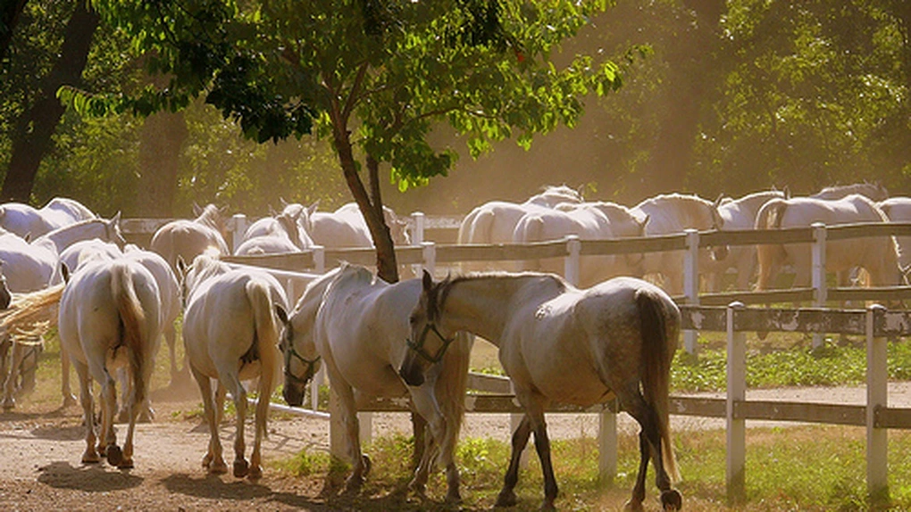 Comoara vie: Cât valorează caii de rasă ai României