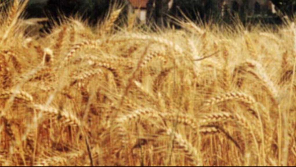 FAO prognozează o recoltă record la cereale de 2,46 miliarde tone în 2013/2014