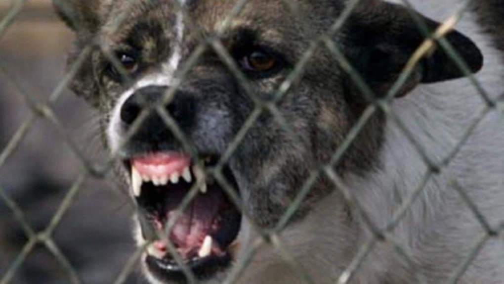 Curtea Constituţională discută sesizarea în cazul legii privind câinii fără stăpân