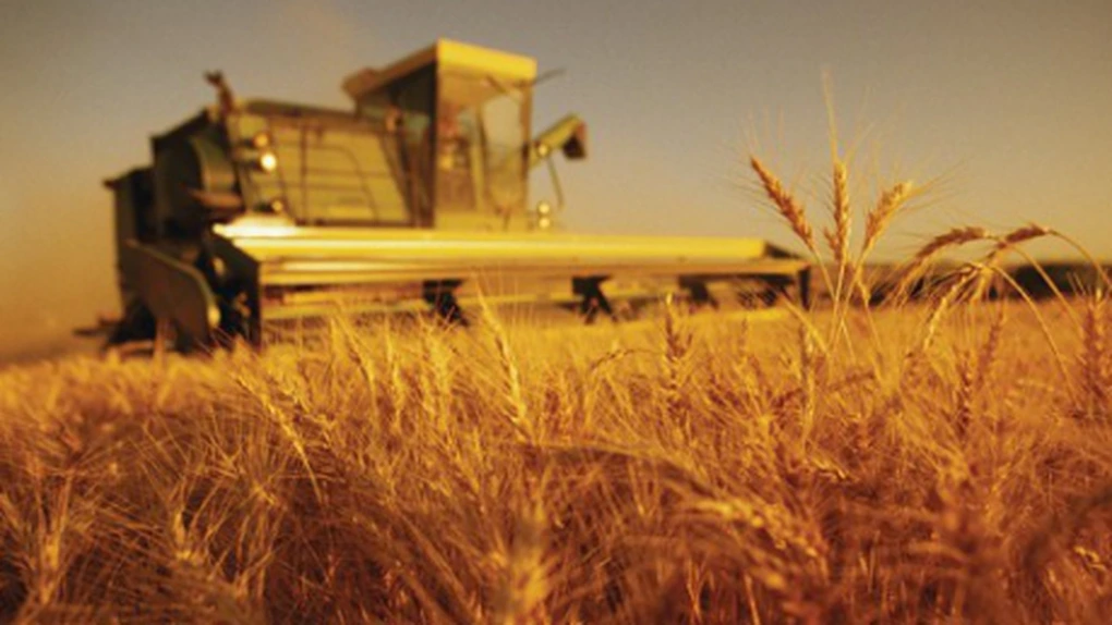 Producţie record de cereale în 2013, profituri minime pentru agricultorii români - analiză