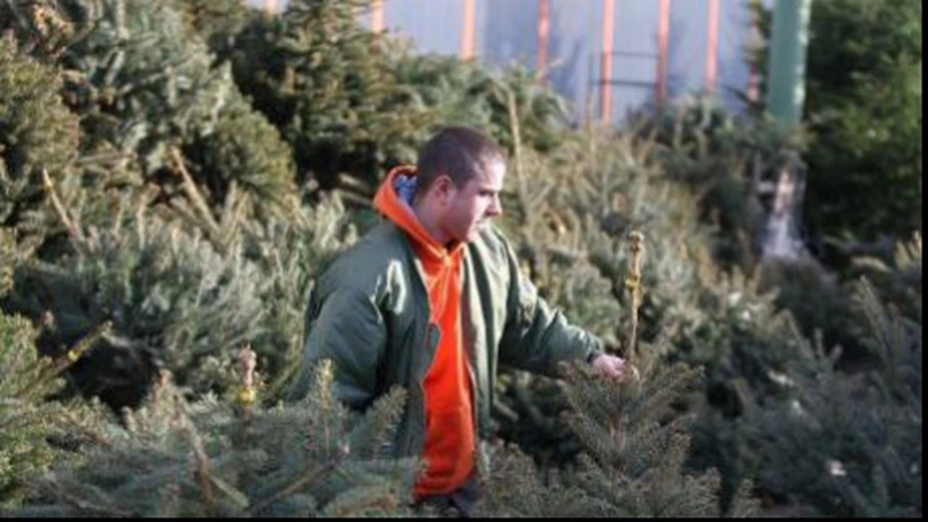 Peste 12.200 de pomi de Crăciun, confiscaţi de poliţişti în ultimele patru săptămâni