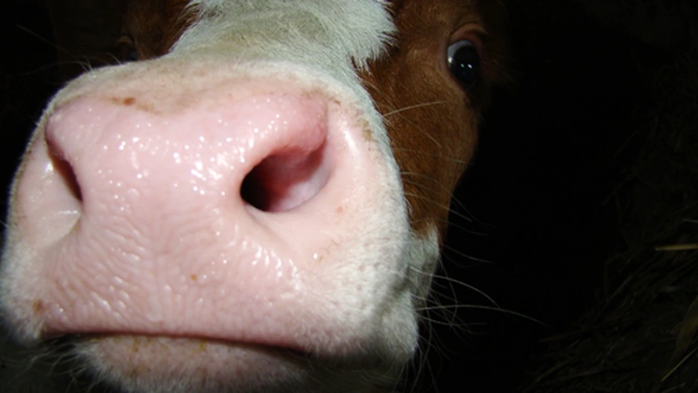 Bălţata românească ajunge în China. Primele bovine vii dintr-un contract de 15.000 de capete pleacă în aprilie