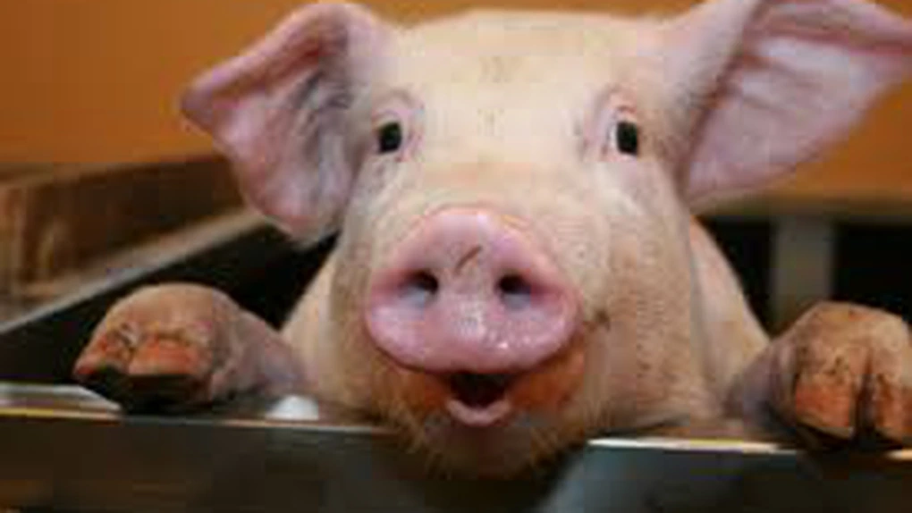 CE invită din nou Federeraţia Rusă la discuţii privind embargoul impus exporturilor de porci din UE