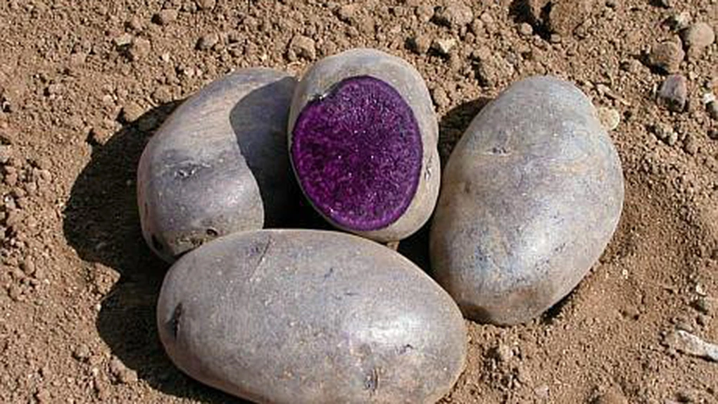 Cea mai profitabilă cultură agricolă din România: Cartoful mov aduce câştiguri de peste 200.000 de euro la ha