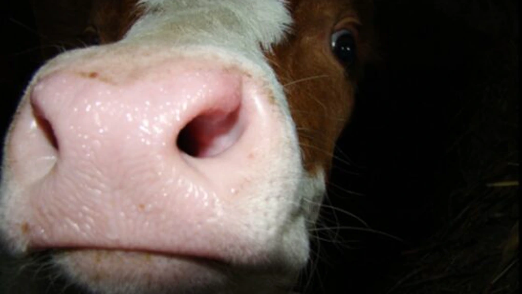 Rusia interzice importul de bovine şi carne de vită din România. Acuză o epidemie de 