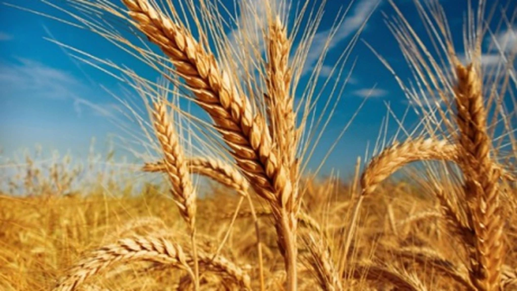 Preţul grâului, în scădere pe fondul prognozelor privind creşterea producţiei mondiale