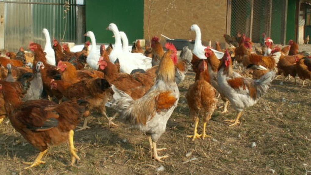 ANSVSA a retras de la comercializare carne de pasăre provenită de la fermele din Ungaria unde există gripă aviară