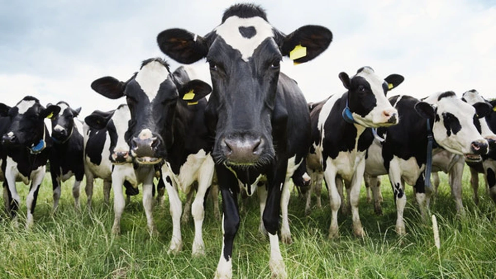 Agrostar: 60% din fermele de vaci din ţară vor dispărea la eliminarea cotei de lapte, de la 1 aprilie