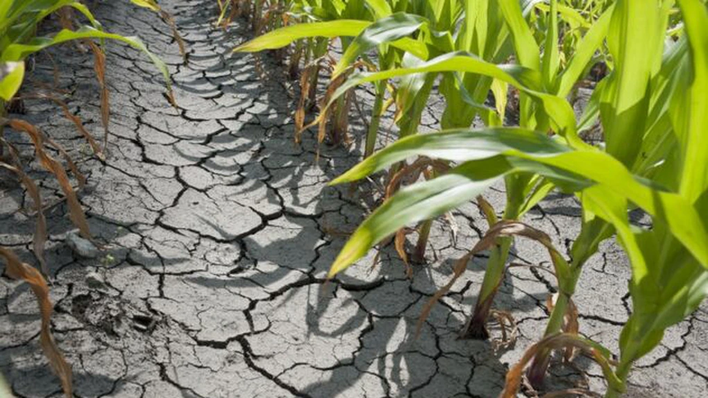 Fermierii care au înregistrat pierderi din cauza secetei vor primi despăgubiri după finalizarea evaluărilor
