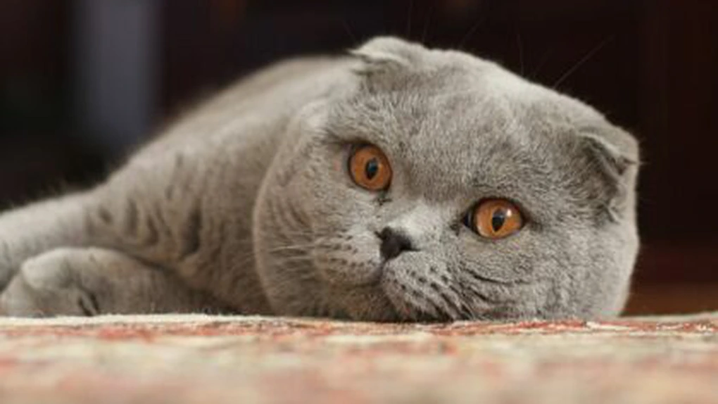 Ziua Pisicilor: Care sunt cele mai scumpe rase de pisică din lume - GALERIE FOTO