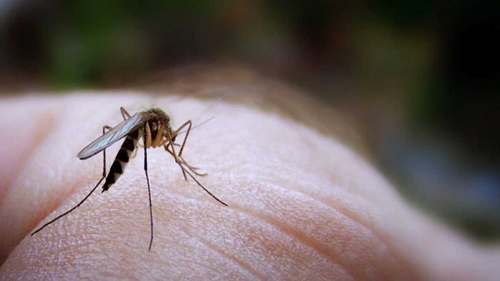 Febra Dengue ameninţă Europa: ţânţarii purtători ai virusului cresc riscul de călătorie în sudul continentului