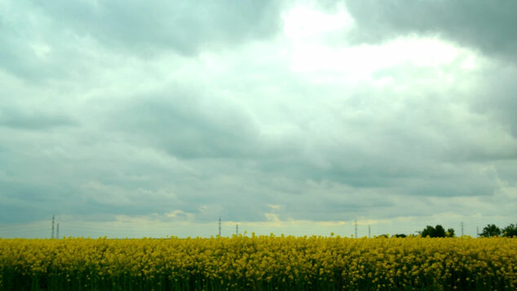 Fermierii români cultivă plante energetice pe o suprafaţă totală de 5.000 hectare
