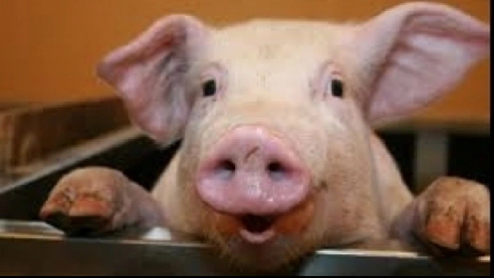 Criza porcului românesc: Crescătorii cer deblocarea comerţului cu porci vii către Uniunea Europeană