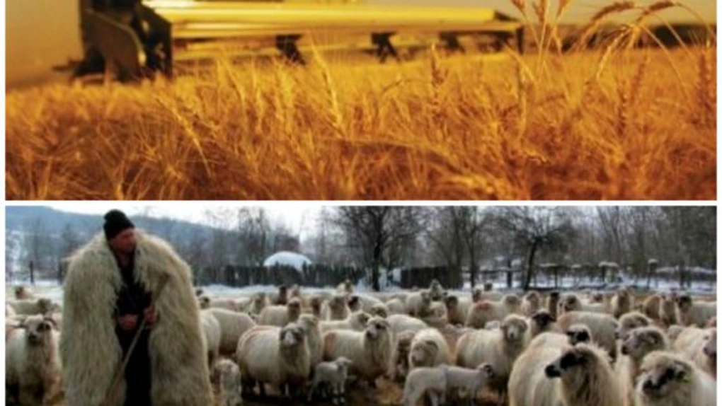 România, al cincilea producător de cereale şi al treilea crescător de ovine din UE