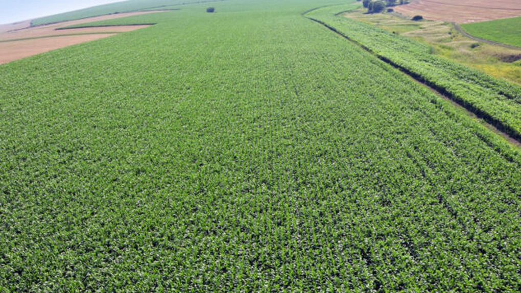 Americanii de la Southern Harvest a mai achiziţionat 2.700 de hectare de teren agricol în România