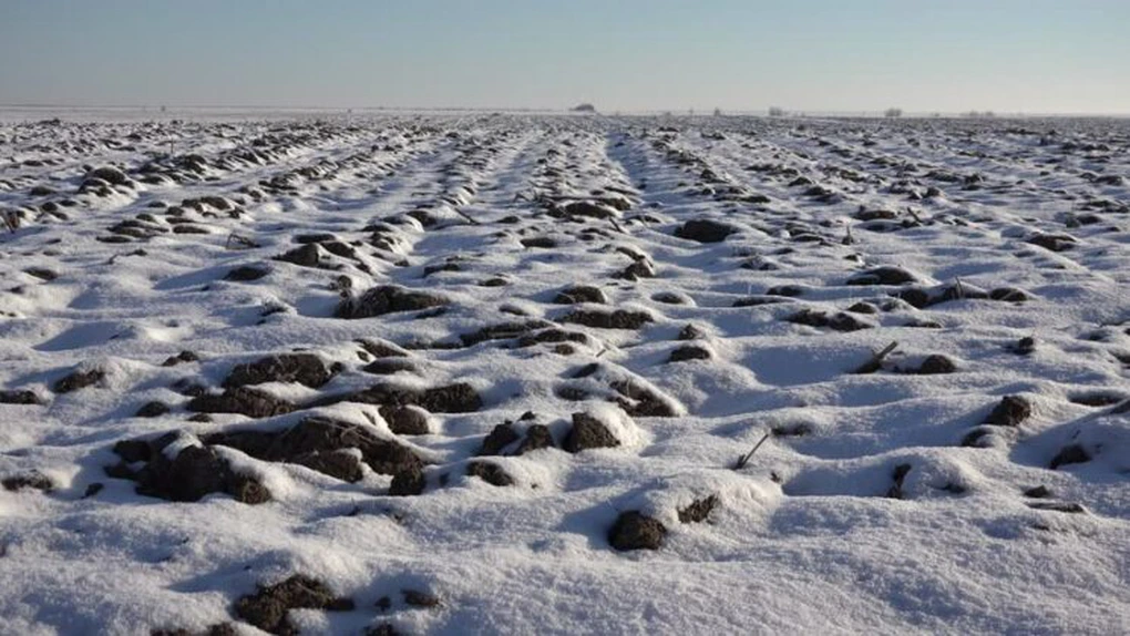 Prima prognoză a anului despre producţia agricolă. Nord-estul României a îngheţat
