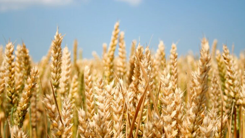 România e lider la producția de grâu și porumb - Prețurile au explodat. Câștiguri uriașe pentru intermediari