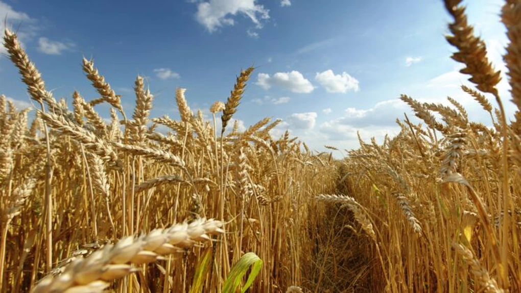 Record pe piața de export a cerealelor. România a vândut peste 10 milioane de tone în afara UE