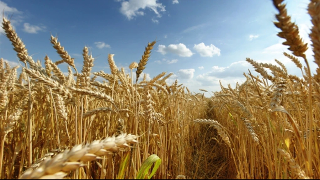 Egiptul a cumpărat 175.000 de tone de grâu din România şi Ucraina