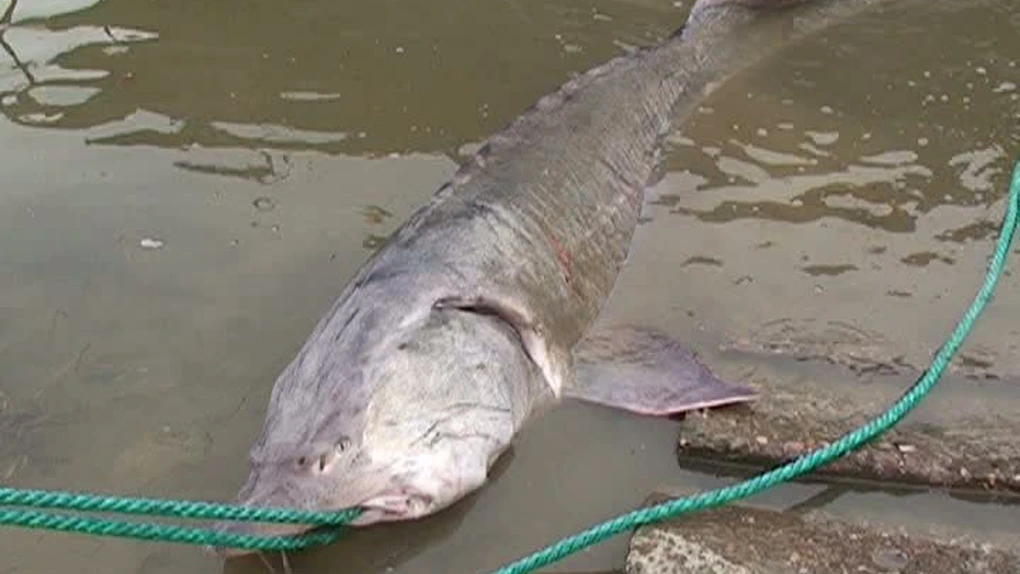Pescuitul sturionilor din Dunăre, interzis încă 5 ani - WWF