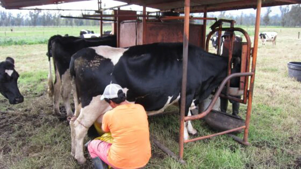 Crescătorii de vaci de lapte vor primi un ajutor excepţional de 11 milioane de euro de la UE şi Guvern