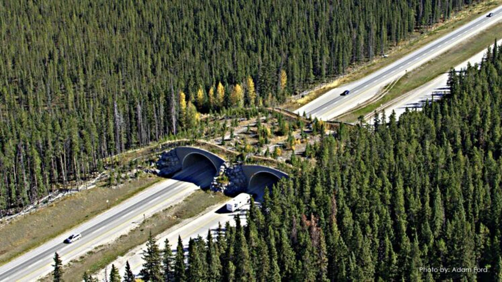 CNADNR va construi pasaje de tip 'green bridge' pentru migraţia urşilor pe Autostrada Lugoj-Deva