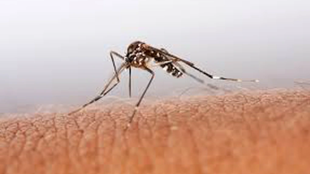 Oameni de ştiinţă din Brazilia au găsit urme ale virusului Zika la ţânţari comuni