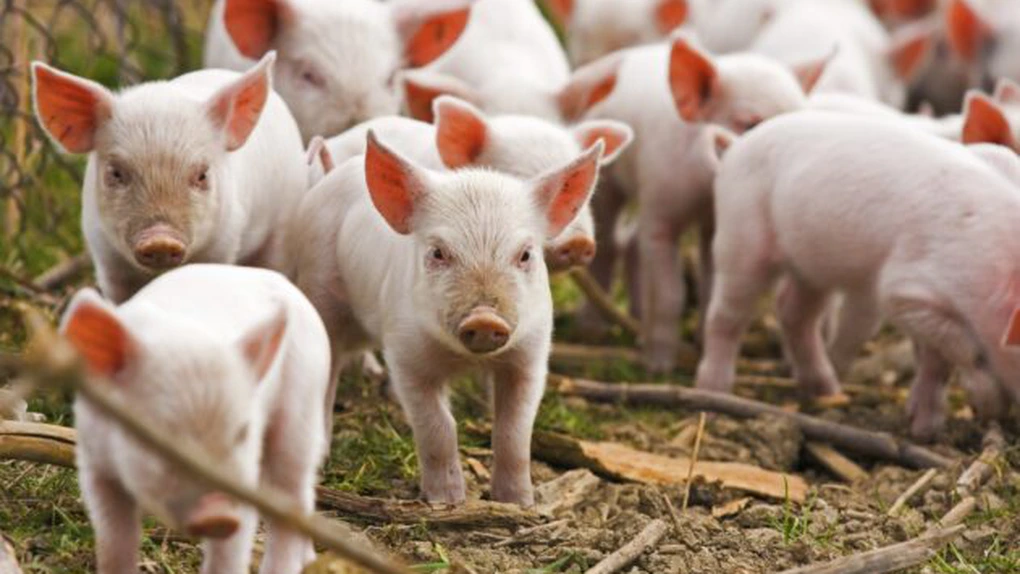 Asociaţia Producătorilor de Carne de Porc: Doar 40% din fermele comerciale din România vor putea exporta porci vii în UE