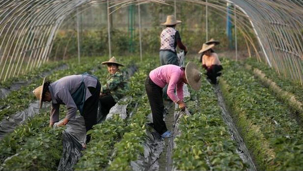 China va investi 450 de miliarde de dolari în agricultură până în 2020