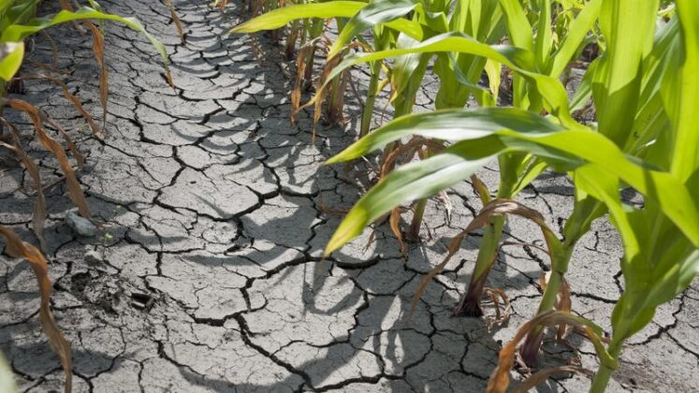Seceta a afectat 1,16 mil. hectare de terenuri agricole. Principalele culturi afectate, porumbul şi floarea-soarelui