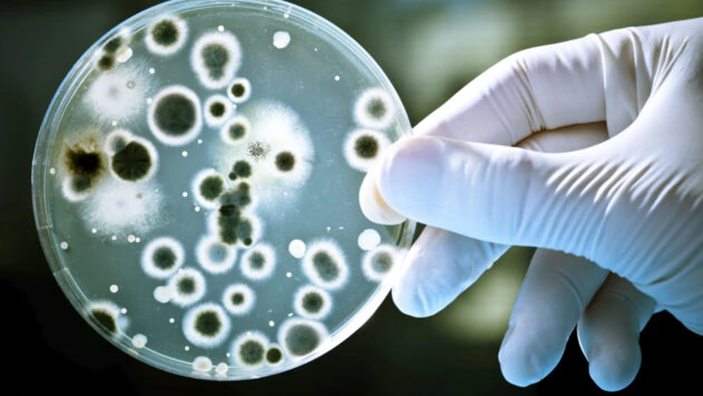 Bacteriile pot ''rescrie'' regulile evoluţiei pentru a dezvolta rezistenţă la antibiotice - studiu