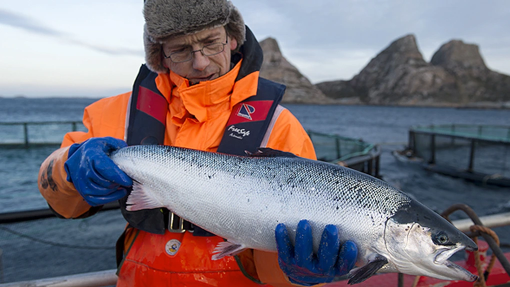 O companie din Norvegia vrea să folosească peştele mort pe post de combustibil pentru navele de croazieră