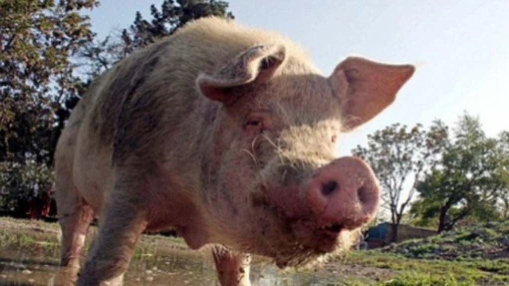 Carnea de porc în viu se vinde la poarta fermei cu 5,2 lei/kilogram, sub preţul de cost al producătorului român - APCCPR