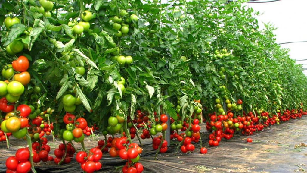 APIA demarează autorizarea la plată a schemelor de sprijin cuplat în vegetal. 7.600 de euro/hectar la legumele cultivate în sere şi solarii