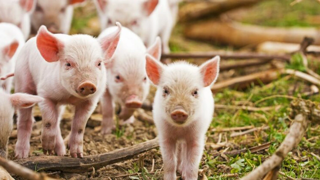 ANSVSA: Virusul pestei porcine africane, confirmat într-o gospodărie din judeţul Giurgiu