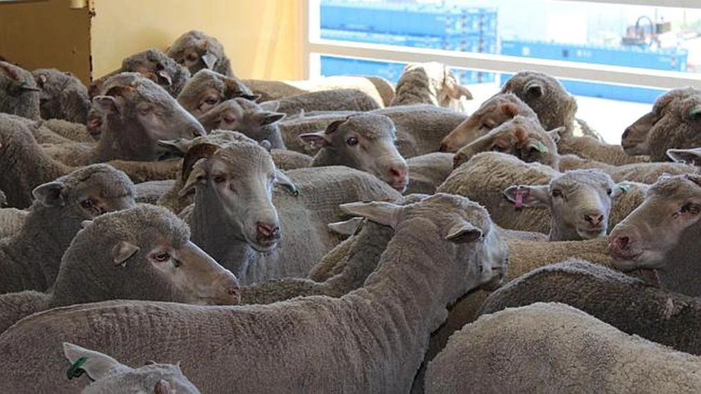 România, locul trei în UE la efectivele de ovine