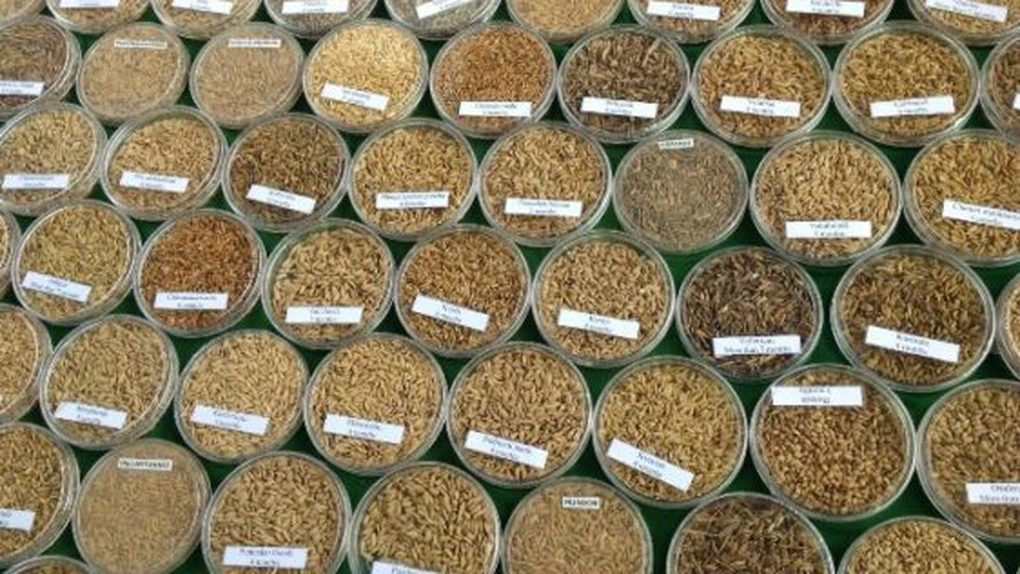 Ministerul Agriculturii: 518 tone de seminţe au fost retrase de la comercializare din cauza neregulilor