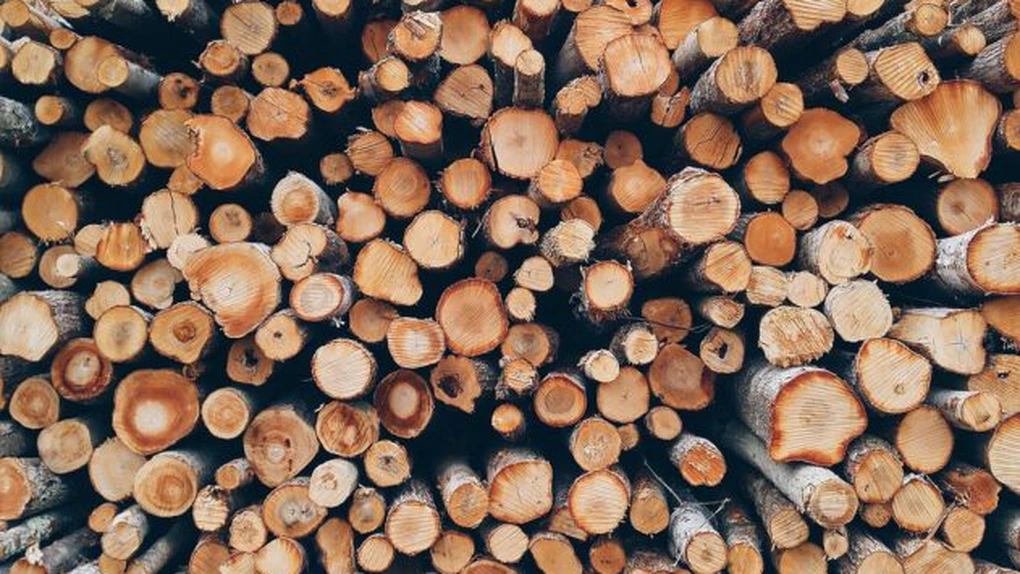 INS: Exporturile de lemn şi plută au scăzut, în primele patru luni, cu 8,6%