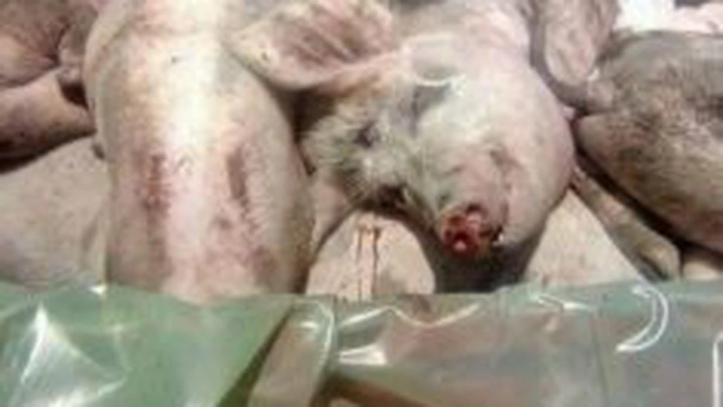 Aproape 50.000 de porci au fost sacrificați anul acesta numai în județul Brăila a din cauza epidemiei de pestă porcină africană