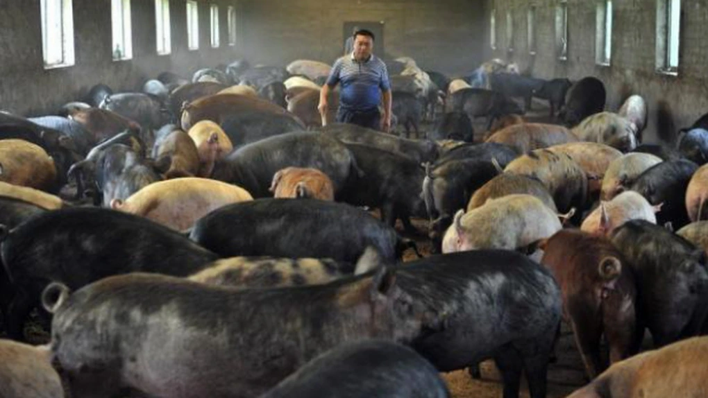 Guvernul pregăteşte ajutoare pentru salariaţii de la fermele de porci care şi-au pierdut locurile de muncă