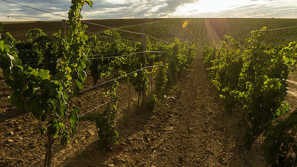 APIA va plăti ajutoarele de stat pentru producătorii din sectorul vitivinicol până la data de 31 decembrie