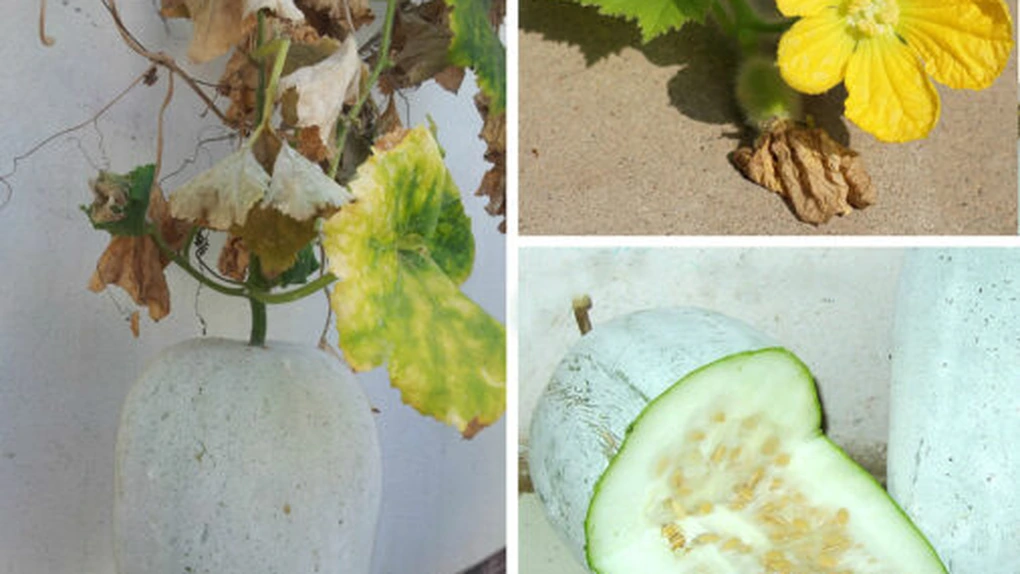 Pepenele de iarnă, un nou soi aclimatizat în ţara noastră de cercetătorii Staţiunii legumicole