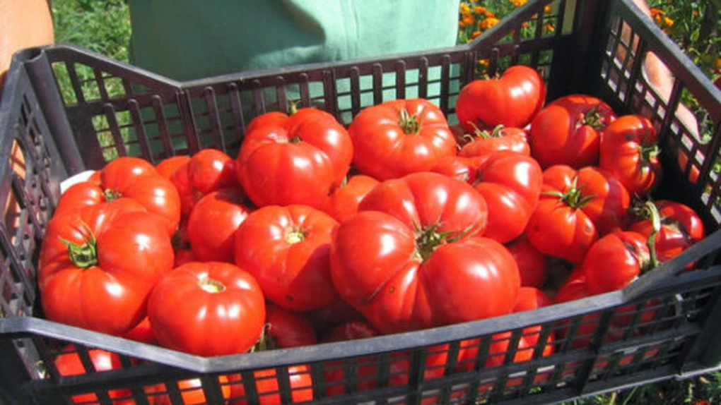 Roşii româneşti: Daea anunţă că fermierii vor primi ajutor de minimis de 60 mil. euro pentru cultivarea tomatelor, în 2020