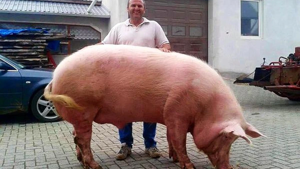 Oros: Cât sunt eu ministru al Agriculturii, porcul din gospodărie nu va dispărea